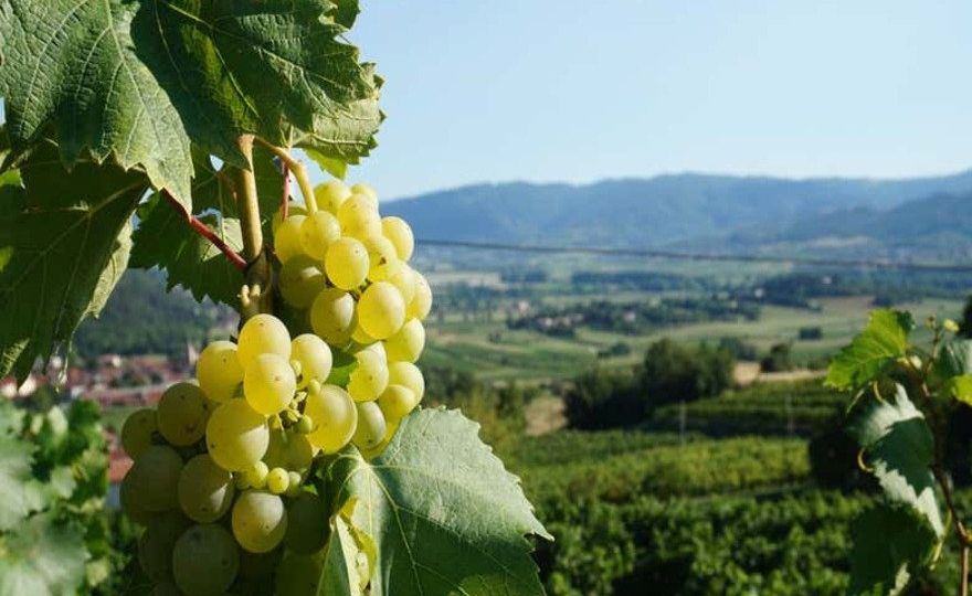 Excursión a una bodega tradicional