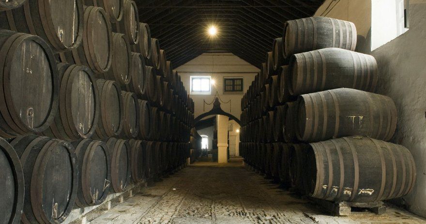 Visita a las bodegas Góngora