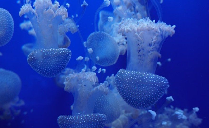 Acuario de Sevilla