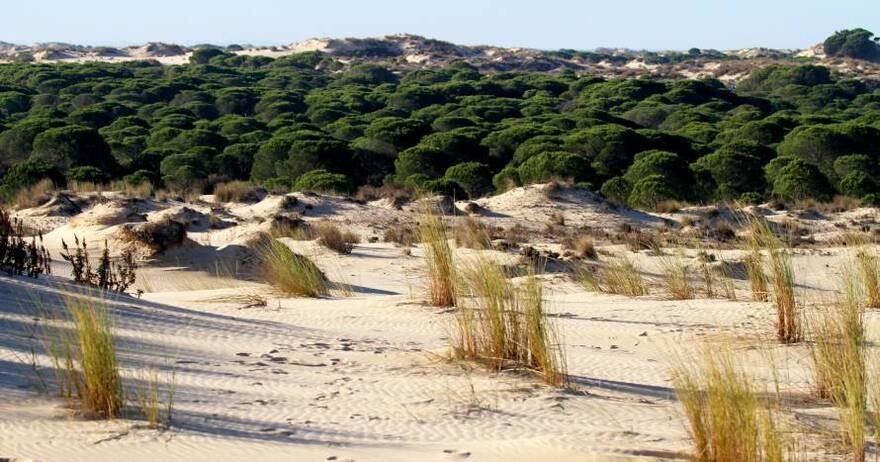 Excursión a Doñana, naturaleza e historia desde Sevilla