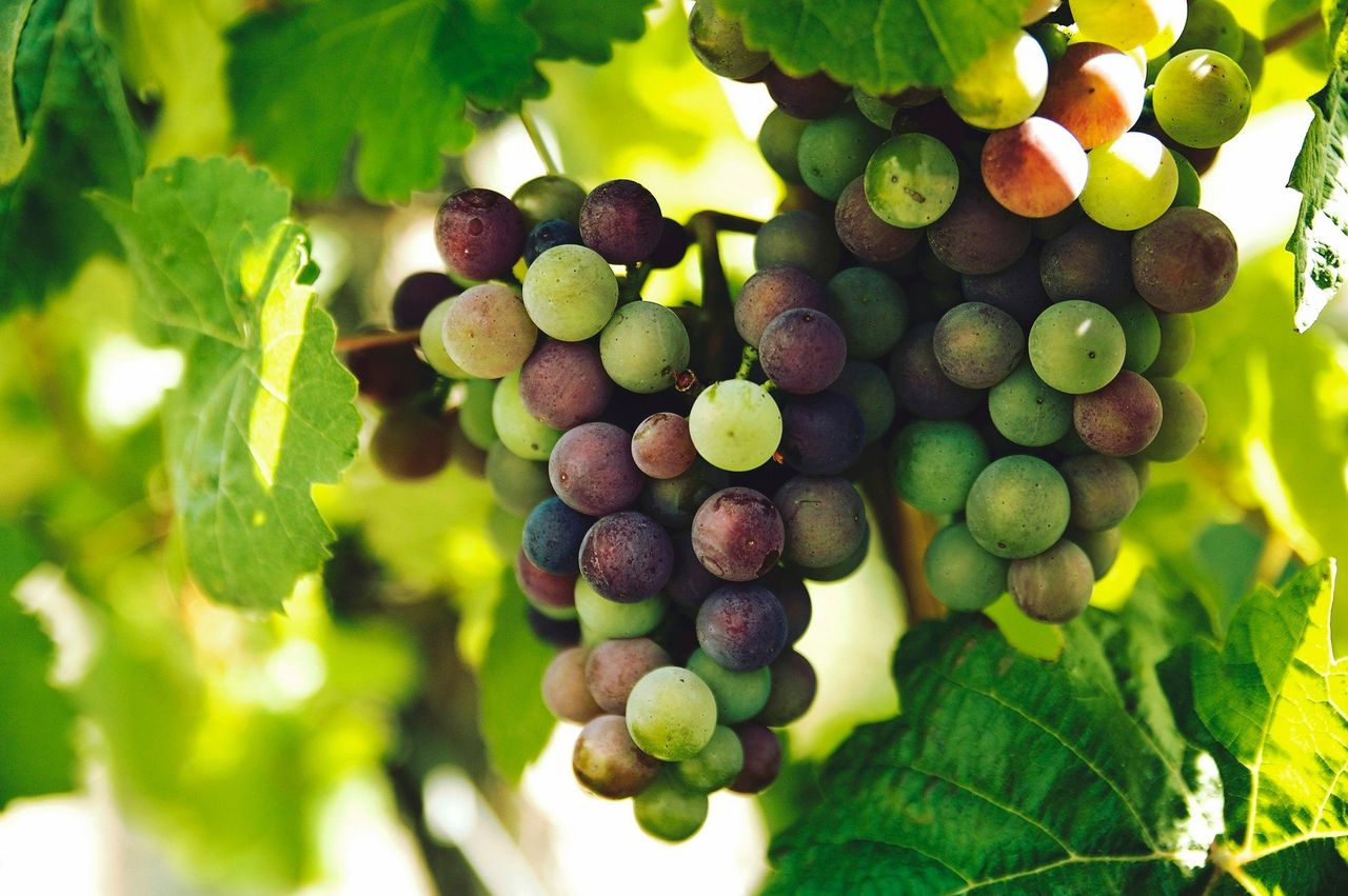 Vino español. Foto: <a href="https://unsplash.com/@sepoys?utm_source=Hoy%20Apps&utm_medium=referral" target="_blank" rel="noopener">Rohit Tandon</a> (<a href="https://unsplash.com/photos/grapes-on-trunk-photography-fLNStYwV01Y?utm_source=Hoy%20Apps&utm_medium=referral" target="_blank" rel="noopener">Unsplash</a>)
